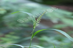 Setaria intermedia